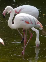 Im H�henpark Stuttgart-Killesberg lebt eine Gruppe verschiedener Arten von Flamingos. Das Bild ist vom 17.06.2018
