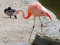 Im H�henpark Stuttgart-Killesberg lebt eine Gruppe verschiedener Arten von Flamingos. Das Bild ist vom 17.06.2018