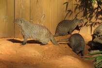 Zebramangusten im Zoo d'Amneville, 26.9.2017