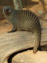 Zebramanguste im Zoo d'Amneville, 26.9.2017