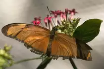 Heliconiidae, Eueides julia, 11.01.2008 M�nchen