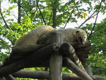 Nasenbren im Zoo d'Amneville, 26.9.2017