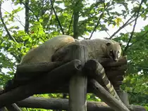 Nasenb�ren im Zoo d'Amneville, 26.9.2017