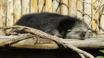 Marderb�r (Binturong) im Zoo d'Amneville, 26.9.2017