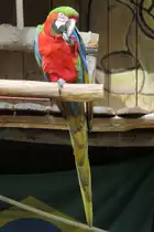 Papagei im Zoo d'Amneville, 26.9.2017