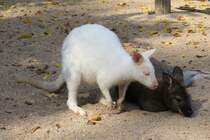Es gibt auch ein weies Knguru im Zoo d'Amneville, 26.9.2017