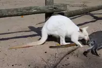 Das wei�es K�nguru im Zoo d'Amneville muss noch lernen, dass man seine Nase nicht in alles stecken soll, 26.9.2017