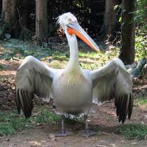 Pelikan im Zoo d'Amneville, 26.9.2017 