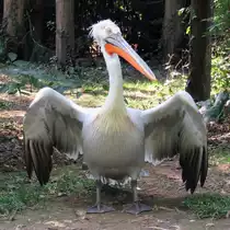 Pelikan im Zoo d'Amneville, 26.9.2017 