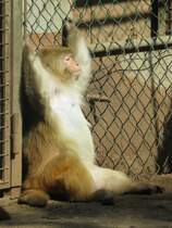 Einfach mal nur abhngen...

Makakae im Zoo d'Amneville, 26.9.2017