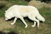 Wei�er Wolf (Polarwolf) im Zoo d'Amneville, 26.9.2017 