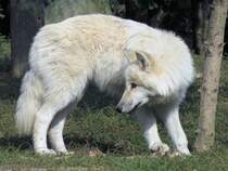 Weier Wolf (Polarwolf) im Zoo d'Amneville, 26.9.2017 