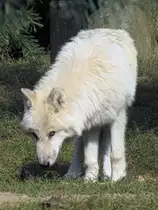 Wei�er Wolf (Polarwolf) im Zoo d'Amneville, 26.9.2017 