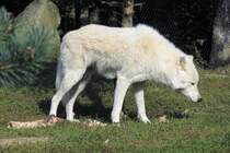 Weier Wolf (Polarwolf) im Zoo d'Amneville, 26.9.2017 