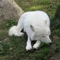 Wei�er Wolf (Polarwolf) im Zoo d'Amneville, 26.9.2017 