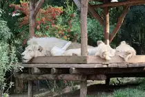 Wei�e L�wen im Zoo d'Amneville, 26.9.2017 