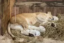 Wei�e L�win im Zoo d'Amneville, 26.9.2017 