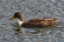 Eine einsame Ente Ende Juli 2018 in Antwerpen.