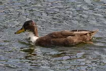 Eine einsame Ente Ende Juli 2018 in Antwerpen.