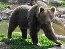 Ein Braunb�r im Zoo d'Amneville, 26.9.2017 