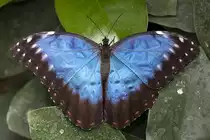 Morphidae, Morpho menelaus, 22.03.2008 Hunawihr, Frankreich
