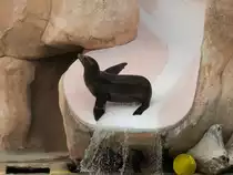 Auf dem rutschigen Abhang zu balancieren ist schon ein Kunstst�ck, auch f�r einen Seel�wen im Zoo d'Amneville, 26.9.2017 