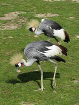 Ein Kronenkranich-Paar im Zoo d'Amneville, 26.9.2017