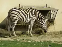 Ein Zebra im Zoo d'Amneville, 26.9.2017