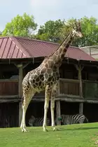Und der Giraffen-Chef hat alles im Blick. 
Zoo d'Amneville, 26.9.2017