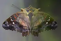 Nymphalidae, Anartia amathea, 11.01.2008 M�nchen