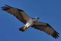 Ein Fischadler am Roten Meer. (Scharm El Scheich, Dezember 2018)