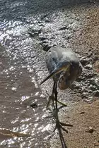 Ein Fischreiher Mitte Dezember 2018 auf der Sinai-Halbinsel.