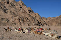 Dromedare Mitte Dezember 2018 auf der Sinai-Halbinsel.