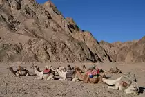 Dromedare Mitte Dezember 2018 auf der Sinai-Halbinsel.