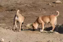 Hundewelpen Mitte Dezember 2018 in Kairo.