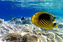 Ein Tabak-Falterfisch im Roten Meer. (Scharm El Scheich, Dezember 2018)