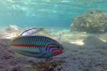 Ein Klunzigers Junker im Roten Meer. (Scharm El Scheich, Dezember 2018)