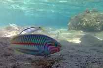 Ein Klunzigers Junker im Roten Meer. (Scharm El Scheich, Dezember 2018)