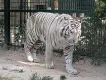 Wei�er Tiger im Zoo d'Amneville, 26.9.2017