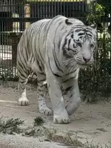 Wei�er Tiger im Zoo d'Amneville, 26.9.2017
