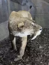 S�belzahn-Tiger im Zoo d'Amneville, 26.9.2017