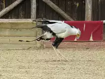 Ein Sekret�r bei der Flugschau im Zoo d'Amneville, 26.9.2017