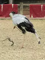 Ein Sekretär auf Schlangenjagd bei der Flugschau im Zoo d'Amneville, 26.9.2017

Die Schlange ist aus Plastik...