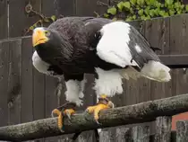 Adler bei der Flugschau im Zoo d'Amneville, 26.9.2017