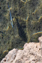 Ein Arabischer Doktorfisch im Roten Meer. (Scharm El Scheich, Dezember 2018) 