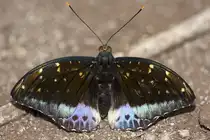 Nymphalidae, Euthalia dirtea, 24.03.2008, Hunawihr, Frankreich