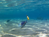 Ein Arabischer Doktorfisch und ein Tabak-Falterfisch im Roten Meer. (Scharm El Scheich, Dezember 2018) 