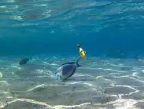 Ein Arabischer Doktorfisch und ein Tabak-Falterfisch im Roten Meer. (Scharm El Scheich, Dezember 2018) 