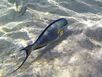 Ein Arabischer Doktorfisch im Roten Meer. (Scharm El Scheich, Dezember 2018) 