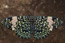 Nymphalidae, Hamadryas belladonna, 05.05.2007, Hunawihr,
Frankreich